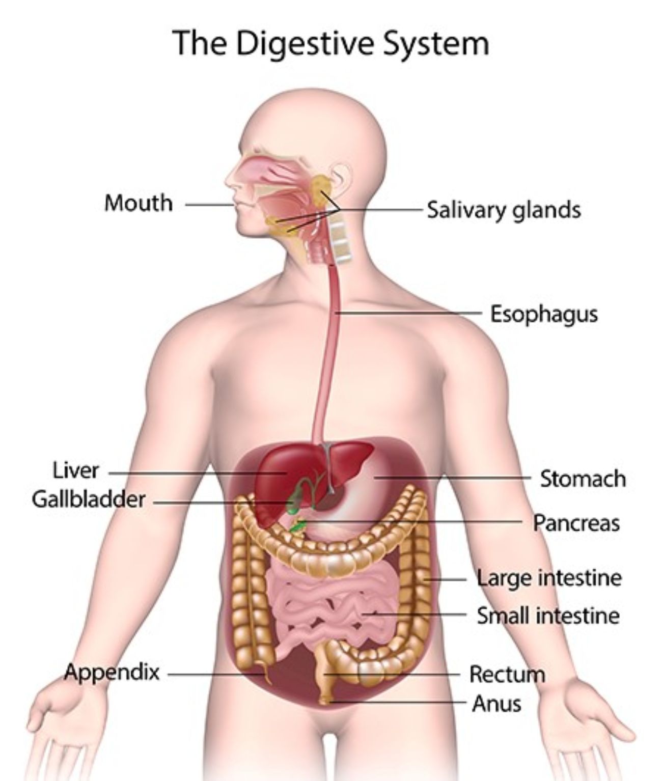 Illustration: The Digestive System (NIH NIDDK, 2017 3)