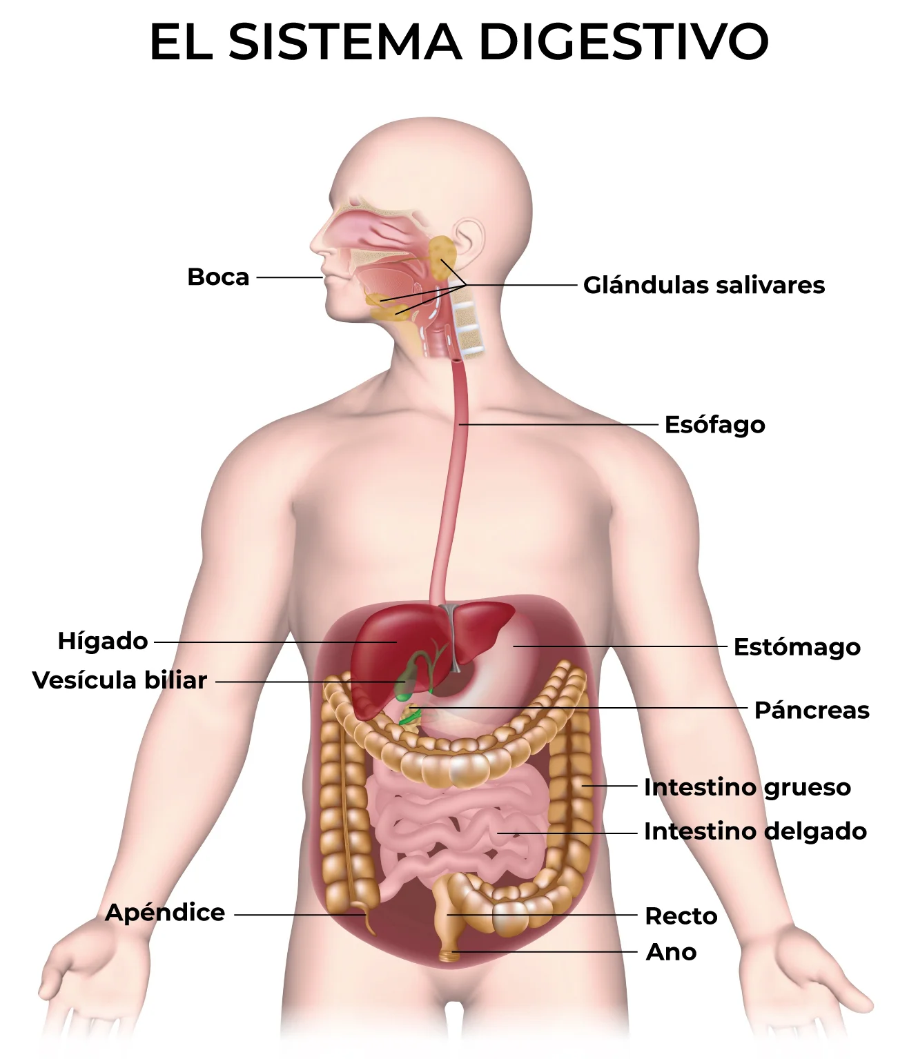 Ilustración: The Digestive System (NIH NIDDK, 2017 3)