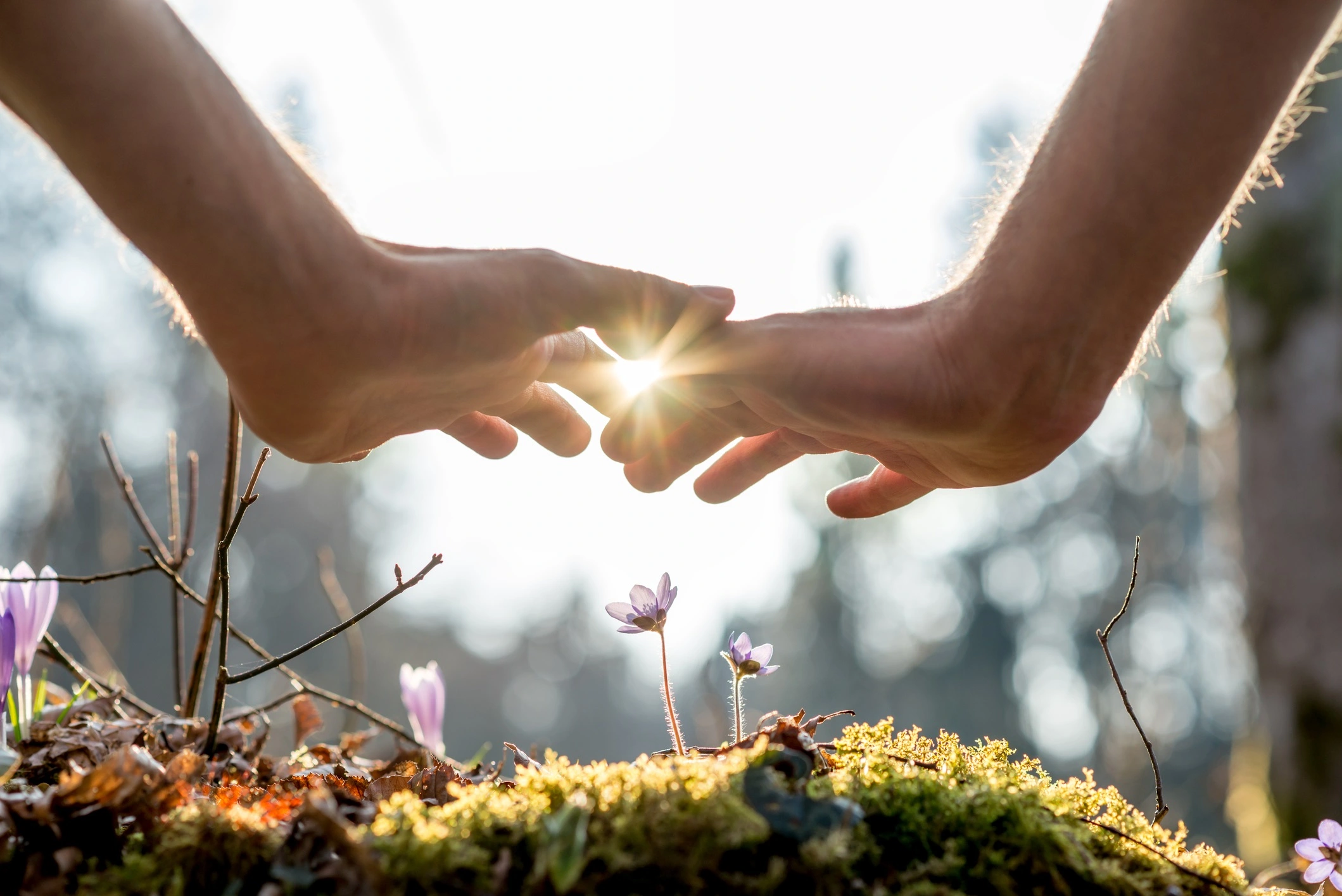 Zwei Hände werden schützend über eine kleine lila Blume gehalten, die auf dem Waldboden blüht.